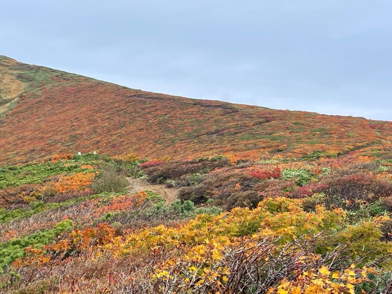 栗駒山神の絨毯